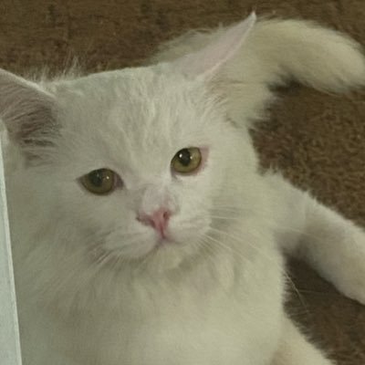 uumjigyoun's profile picture. 