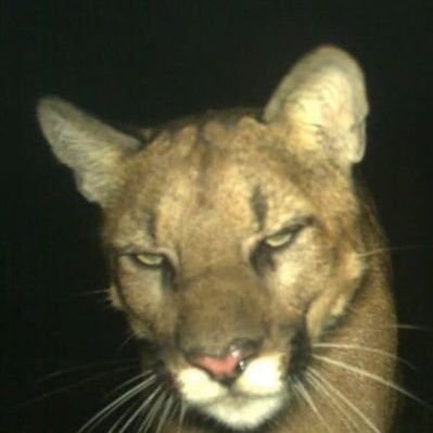 vvangana's profile picture. わん。
ワン。
ナエル。
none of it matters.