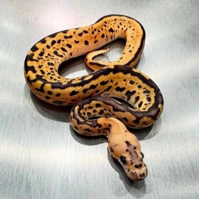 Nell_python's profile picture. ボールパイソンとニシアフとレオパを飼育してます