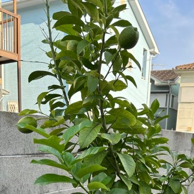 wglTibCSO8vbohF's profile picture. 平和で心豊かな人生でありたい