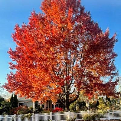 NYmustyns's profile picture. hairy,musty