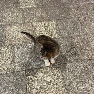 abanikk0's profile picture. 