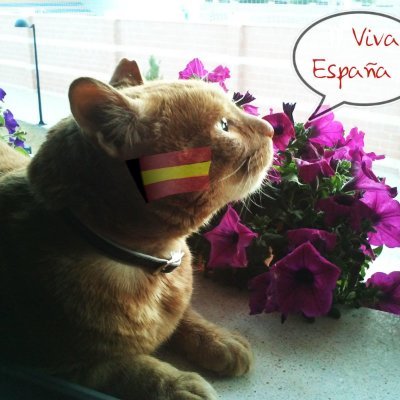 @gatuna_pilar