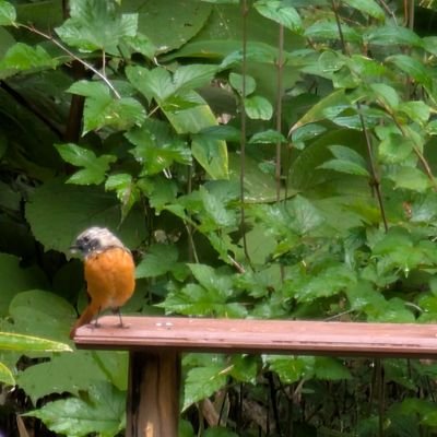 pineappletripl7's profile picture. 某事務所機電系弁理士/次何しようかな/妻や仲間と面白く幸せに過ごしてる！