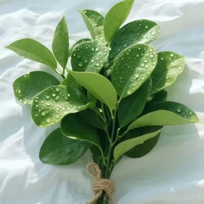 TrendSetterX587's profile picture. 