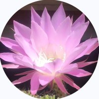 シュン (@kisetsunoko358) 's Twitter Profile Photo