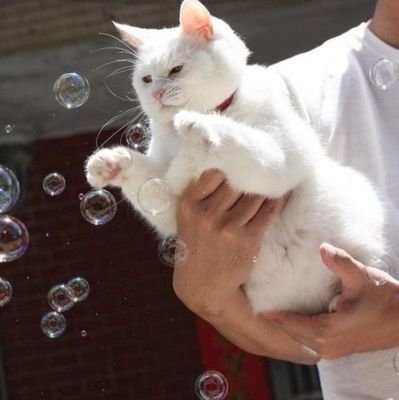 Nizamuddin82552's profile picture. Animals 🐅 Nature 🏞️ Discovery 🪐