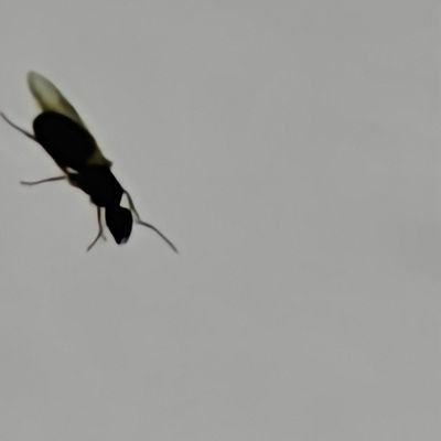 UrMoonlight_X's profile picture. 