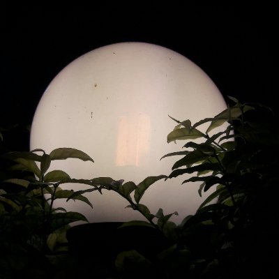 IasRe_serve's profile picture. To be Yourself; หมีสีดำชอบนอน🖤🐻🐈‍⬛ BABYMONSTER ENAMIASA PHARITA