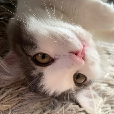 kaito_yuda's profile picture. 京都精華 メ表音楽 旧2回生