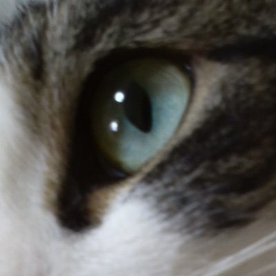 r_nigawa's profile picture. 趣味で小説書いてたりします。 ラグドール＆野良のハーフの琴(18歳♀・キジシロ、瞳は翠玉)とでニャンニャンライフ満喫中。漫画・小説・猫をメインに駄文を絶賛おもらし中。
たまにきゃら（立ち耳スコティッシュフォールド、茶トラの♂。2024年没・享年17）のネタも出します。