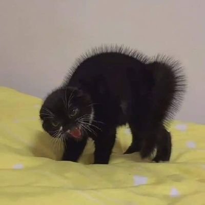 _beautifuldirt's profile picture. RhiRhi ♏️🦂 • 38 • UK 🇬🇧  •🤘🏻💀🐺 • 🏳️‍🌈 •
°• ° ✨️🌙 // 😺🐾😺 @IndiWillow °• ° • 🌈😸🐾@LunaaaModule 🖤🩶