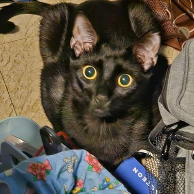 AnnhilatedPika's profile picture. pogo addict since 2021⛱️lvl 70⛱️750 million xp⛱️team valor