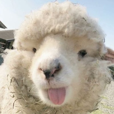 ForteHitsuji's profile picture. The composer who woke up in the wrong century. 
Games • Music • ✨Lore✨
Pre-debut VTuber (EN) 🐏

Debut Date: Nov 28

#VtuberEN