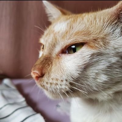 minka_adel's profile picture. cooking vawulence and all that 🤏