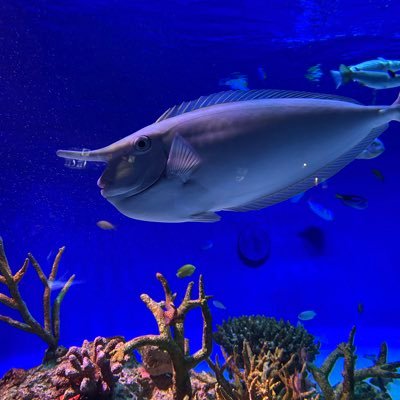 toripedayo's profile picture. ア☆テンション24期 ミサト