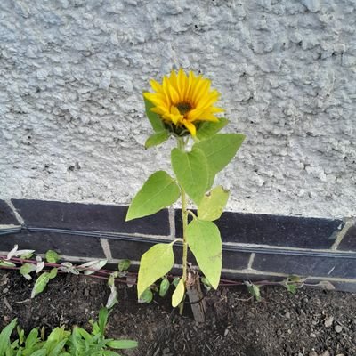 torrytonks's profile picture. Love life. Hate animal cruelty and rudeness. Easy going ,likes a giggle. And gin. Love my Colin,homelife and Crete😎 And crisps. Arthritis sucks!