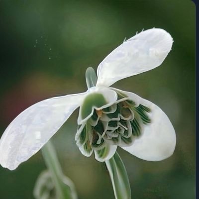 necotonal's profile picture. STARGLOW💫カノンさん♨️箱推し