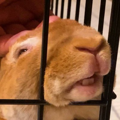 Bunnerdさんのプロフィール画像