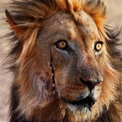 phishfinding's profile picture. Your favorite cybersecurity engineer & wildlife advocate @certtap