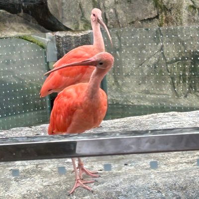 FURAWA44's profile picture. 