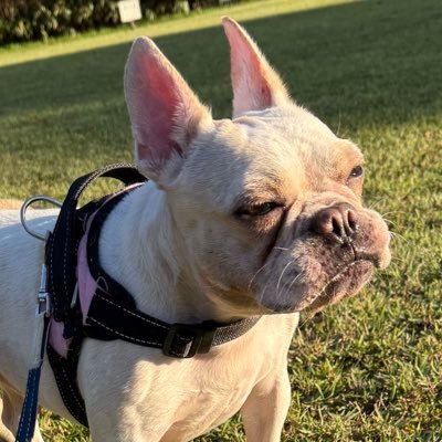 mohonnnn's profile picture. 犬6匹飼ってて毎日戦争🙂‍↕️