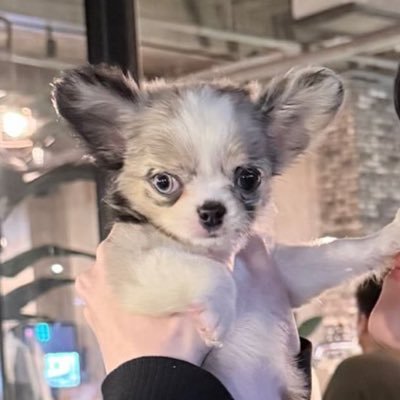 notpung's profile picture. 