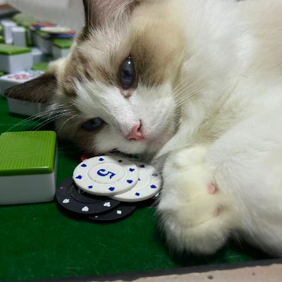 Timzi0365's profile picture. 喜欢撸猫