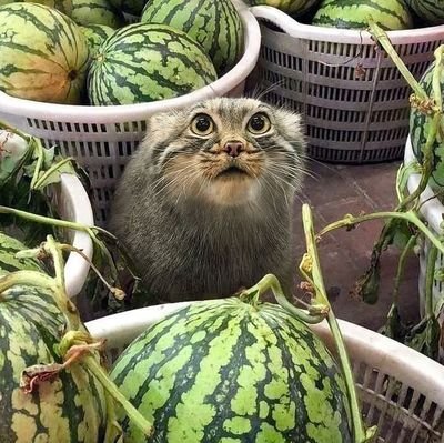 Autistic. Computer engineer. Author. Gay and Married. Furry (lion)

unless I know you, I don't respond to DMs.