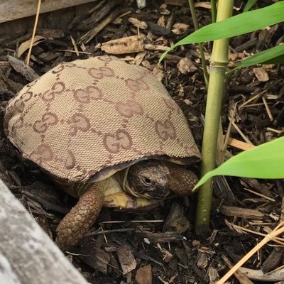 ericky_woodwork's profile picture. Hustla💯   

Football enthusiast ⚽️❤

Master.woodwork 👑

PSALM 23:4 🙏🏾🕊