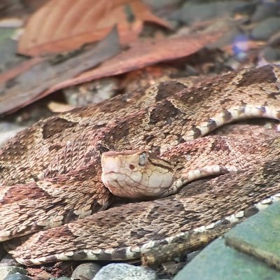 Victor_GallegoH's profile picture. Photographer