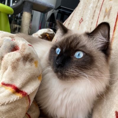 cat_talk5963's profile picture. 調剤薬局管理。猫好き  メタプラネット頑張れ！！