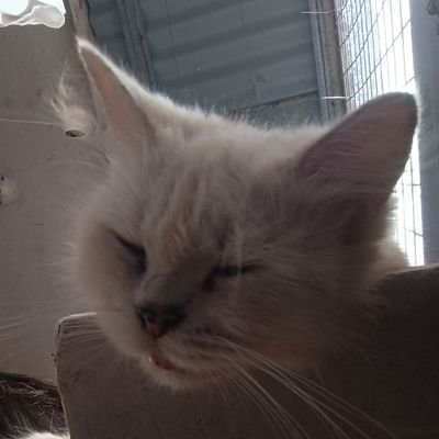 procrastimor's profile picture. Mystery