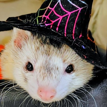 kagarihimesama's profile picture. 二十代の体力に戻りたい30↑
太古の昔は、歩くSR界の広告塔
元？バンギャ(PIERROT、Angelo、access)の自転車乗り(gusto)。古からの腐女子なヲタク
ヲタ活とサイクリングとラーメンとパン活を一気にこなす
だかいち(箱)と刀剣乱舞推し
笹貫&大包平、小竜、加州、伯仲
フェレットの経若様と同居中