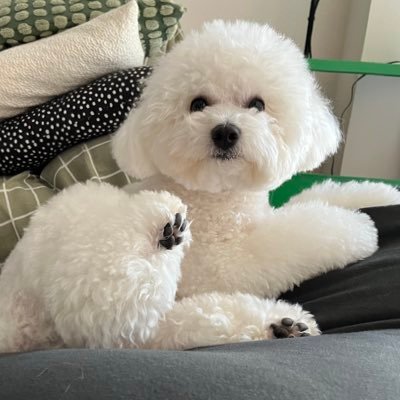 moku_bichon's profile picture. 2024/04/30生まれビションフリーゼのもくです。7.8Kg。