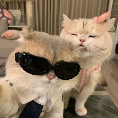 Pangko2613's profile picture. #อิงล็อต🐶🐰 #อิงฟ้ามหาชน #ชาล็อตออสติน 🌻🌹