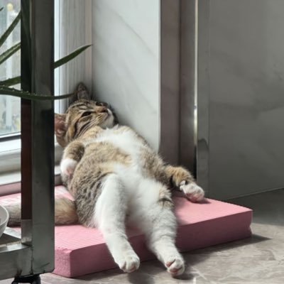 elims_veryhappy's profile picture. Hi🤍 | NSFW | 158/58 | No promises, no expectations| แอคบ่นๆนะคะ