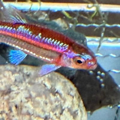 tifAQUA419's profile picture. 水草水槽と日本の川魚、メダカ、睡蓮にハマって、観賞と飼育をゆるく楽しんでいます。 好きな魚はアラバマレインボーシャイナーとオヤニラミとアリアケギバチ🐟 アラバマレインボーシャイナーの屋外繁殖を目指してます！無言フォロー失礼します。虫飼育垢もあります→@tif_insect419