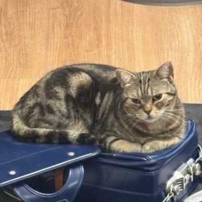 aru11170205's profile picture. あんまり浮上しません