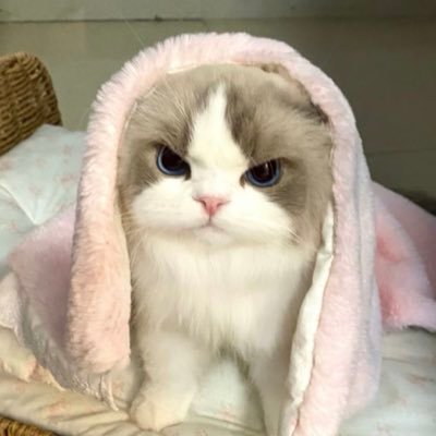 meowppst's profile picture. #PerthSanta #Enhypen ⦂ 𝘠𝘰𝘶 𝘴𝘮𝘦𝘭𝘭 𝘭𝘪𝘬𝘦 𝘭𝘰𝘷𝘦. ｡⁺ ʚ ♡ ɞ ⁺｡⠀ ⠀ ⁃ ʚ : @ppsanta @Enhypen ૮₍ ˃ ⤙ ˂ ₎ა ⠀ ⠀ ⠀ ⠀ ⠀ ⠀ ⠀ ⠀ ⠀ มัมหมีน้องอุ่น น้องแซน