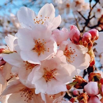 NG4RUouXtC13127's profile picture. 飯山陽さん応援◇高野山・京都・書道・柴犬が好き◇靖国神社崇敬奉賛会終身正会員