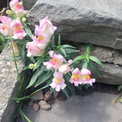 FrontRowMezz's profile picture. Capt. Michael Burnham’s 1st Officer of Don’t Start None, Won’t Be None. Portia Robinson's fixer.
 
#KaTrina, #Trai
#Trio
#BeyondTheGates