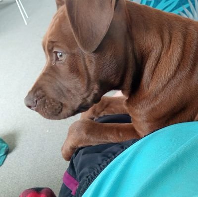 nickysmith76627's profile picture. Can I cashapp you or PayPal or Apple 🍏 pay 💰 or vermo ❤️dm me with your cashapp or PayPal 🎄 giveaway $6,000 💰