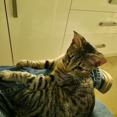 mvrgiland's profile picture. 