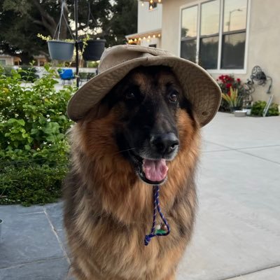 veewasabi's profile picture. Doozer#1006 || EXO-L || 5sos || she/they || ▼・ᴥ・▼