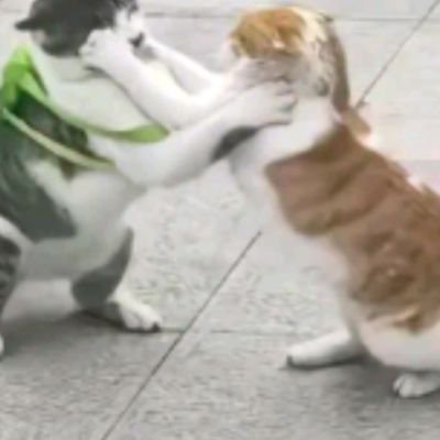 httpsyaaaa's profile picture. yap and nap