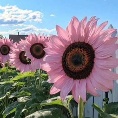 ElenaGDrane's profile picture. 