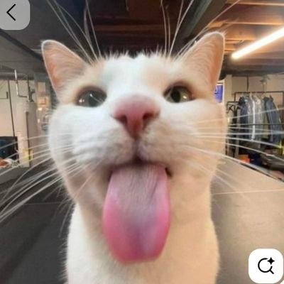 Rinkgirl11's profile picture. 