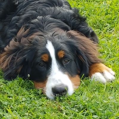 joketillemans's profile picture. 