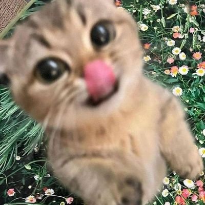 tinyfighter_'s profile picture. 